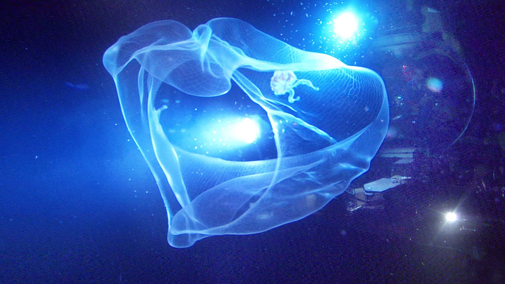 Sualtı Yaratıkları - Aliens of The Deep (2015) 3 Sualtı Yaratıkları - Aliens of The Deep (2015) 2005, Aile, Anatoly M. Sagalevitch, Arthur Lonne Lane, Belgesel, Genya Chernaiev, James Cameron, Jim Childress, Pamela Conrad, Victor Nischeta