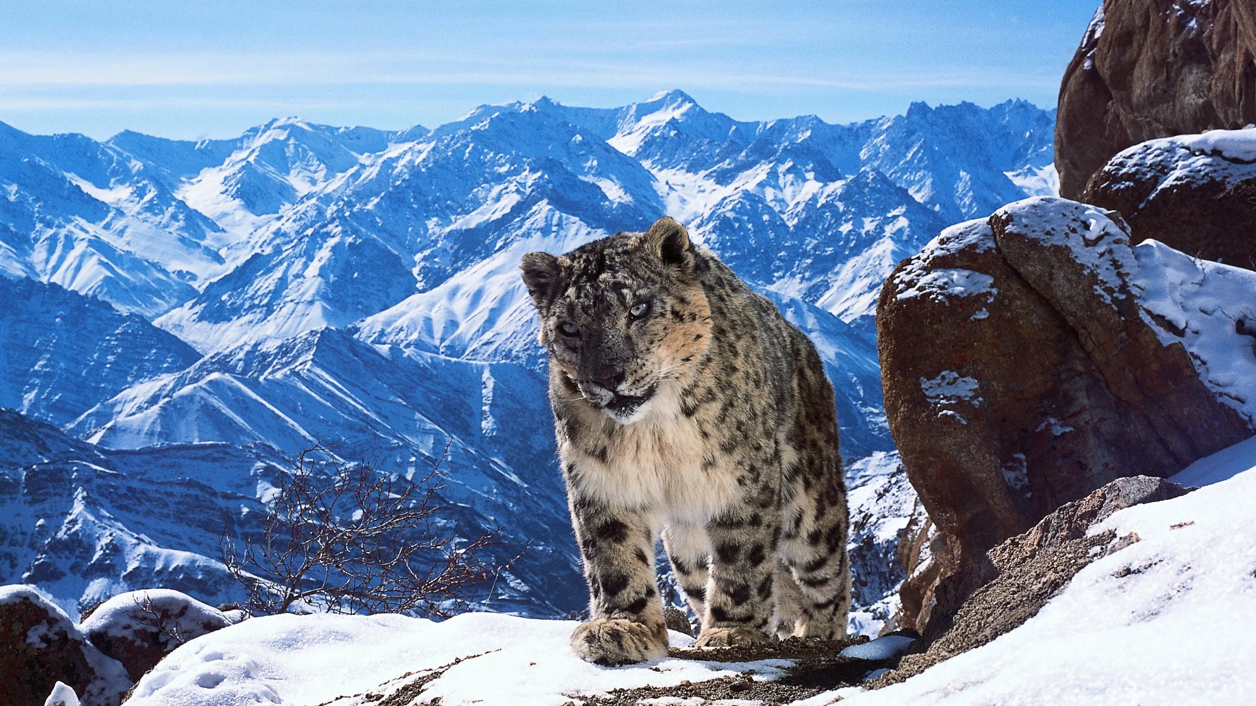 Planet Earth II (2016) 2016, Aile, Belgesel