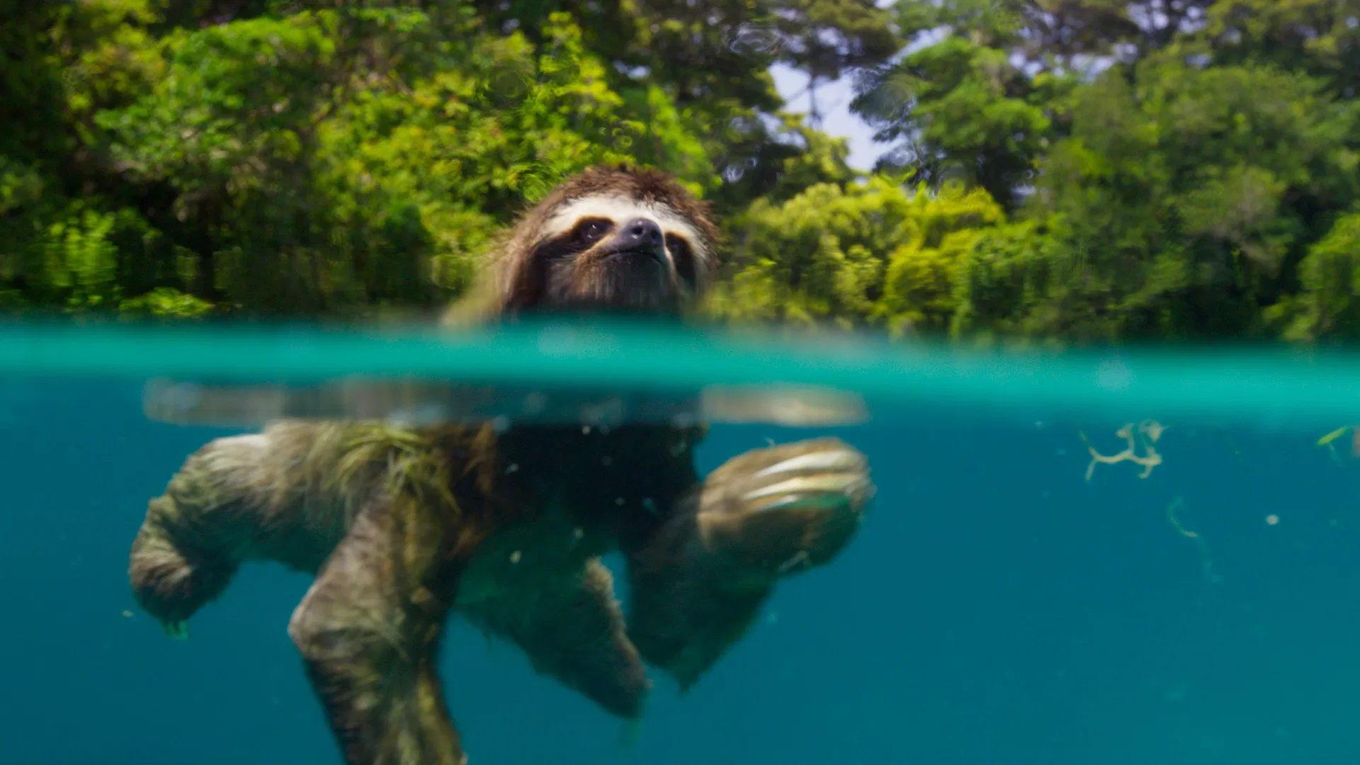 Planet Earth II (2016) 2016, Aile, Belgesel